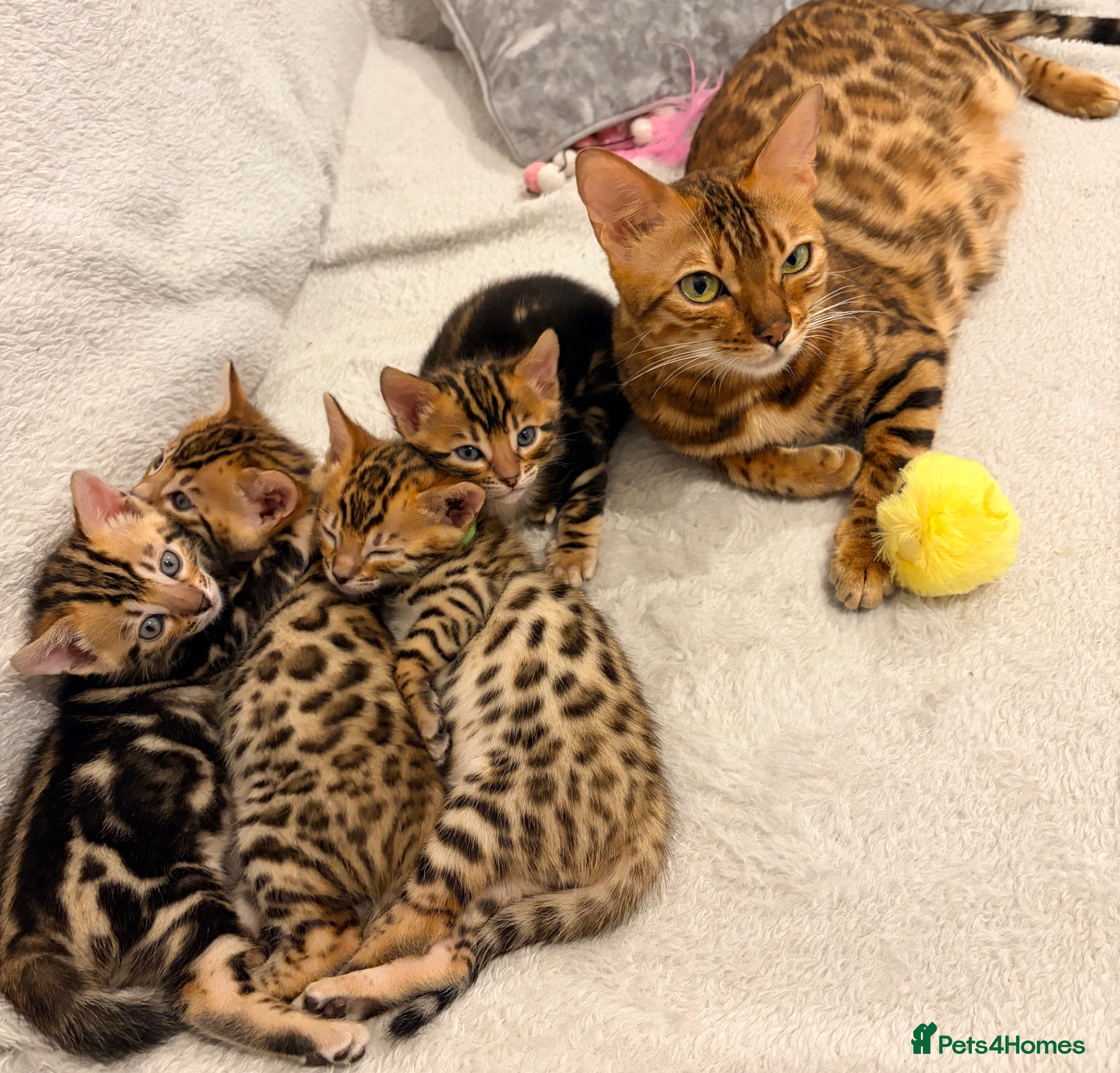 Bengal cats Four Beautiful Bengal kittens 🐾  - Advert 18