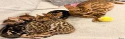 Bengal cats for sale: Only 2 Beautiful Bengal kittens Available🐾  - Advert 1