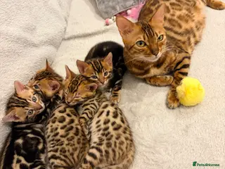 Bengal cats Four Beautiful Bengal kittens 🐾 - Advert 1