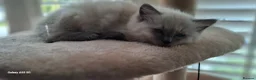 Ragdoll cats for sale: Stunning ragdoll kittens in Newport - Advert 9