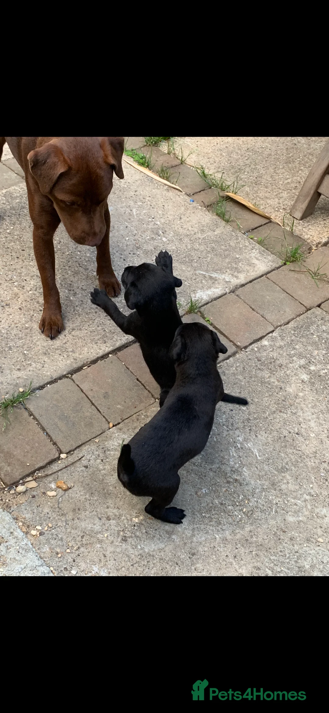 Patterdale Terrier dogs for sale: Quality Patterdales Puppies for sale - Advert 5