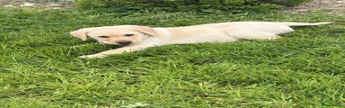 Labrador Retriever Puppy 1