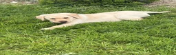 Labrador Retriever dogs for sale: Yellow Labrador male puppies - 1 remaining in Newry - Advert 2
