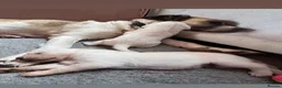 Mixed Breed dogs for sale: Lab+Akita adorable pups in Stansted - Advert 14