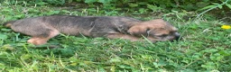 Mixed Breed dogs for sale: One male Border x Parsons russel in Glastonbury - Advert 4