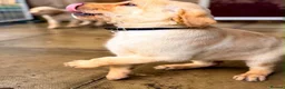 Labrador Retriever dogs for sale: KC Registered Labrador pups  - Advert 5