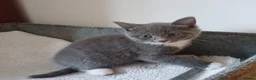 Mixed Breed cats for sale: 4 Girls and 1 boy😍😍 - Advert 15