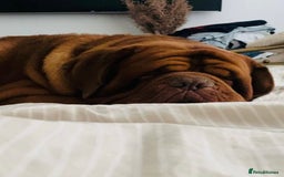 Dogue De Bordeaux dogs for sale: High quality Dogue de Bordeaux - Image 4