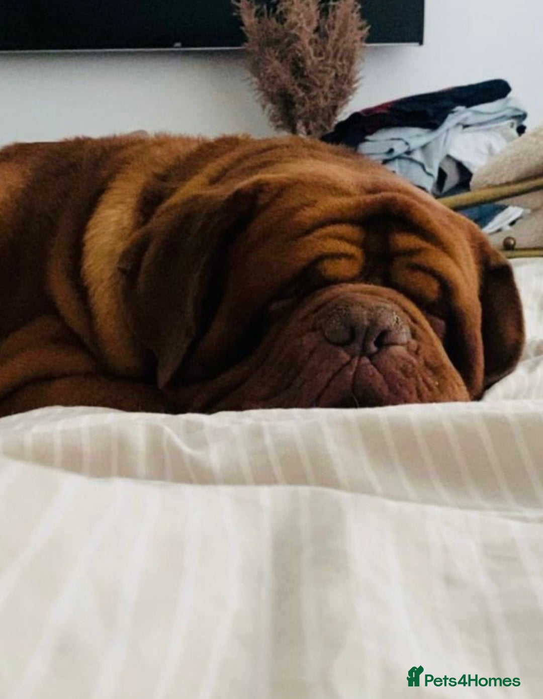 Dogue De Bordeaux dogs for sale: High quality Dogue de Bordeaux - Image 4