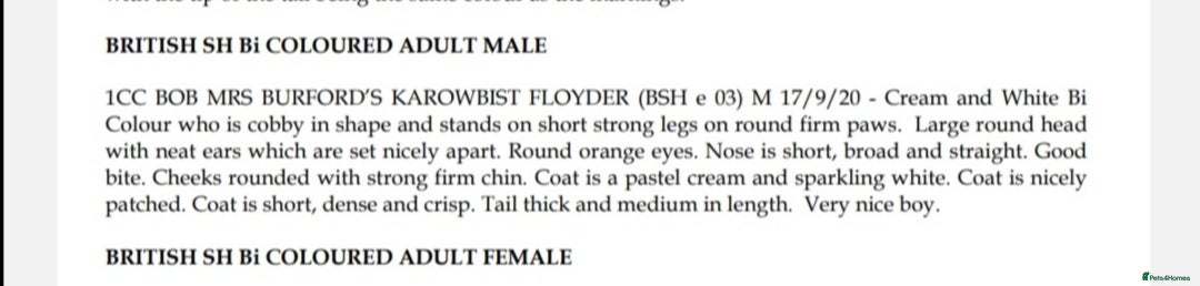 British Shorthair cats for stud: CHAMPION KAROWBIST FLOYDER  in Ruardean - Advert 6