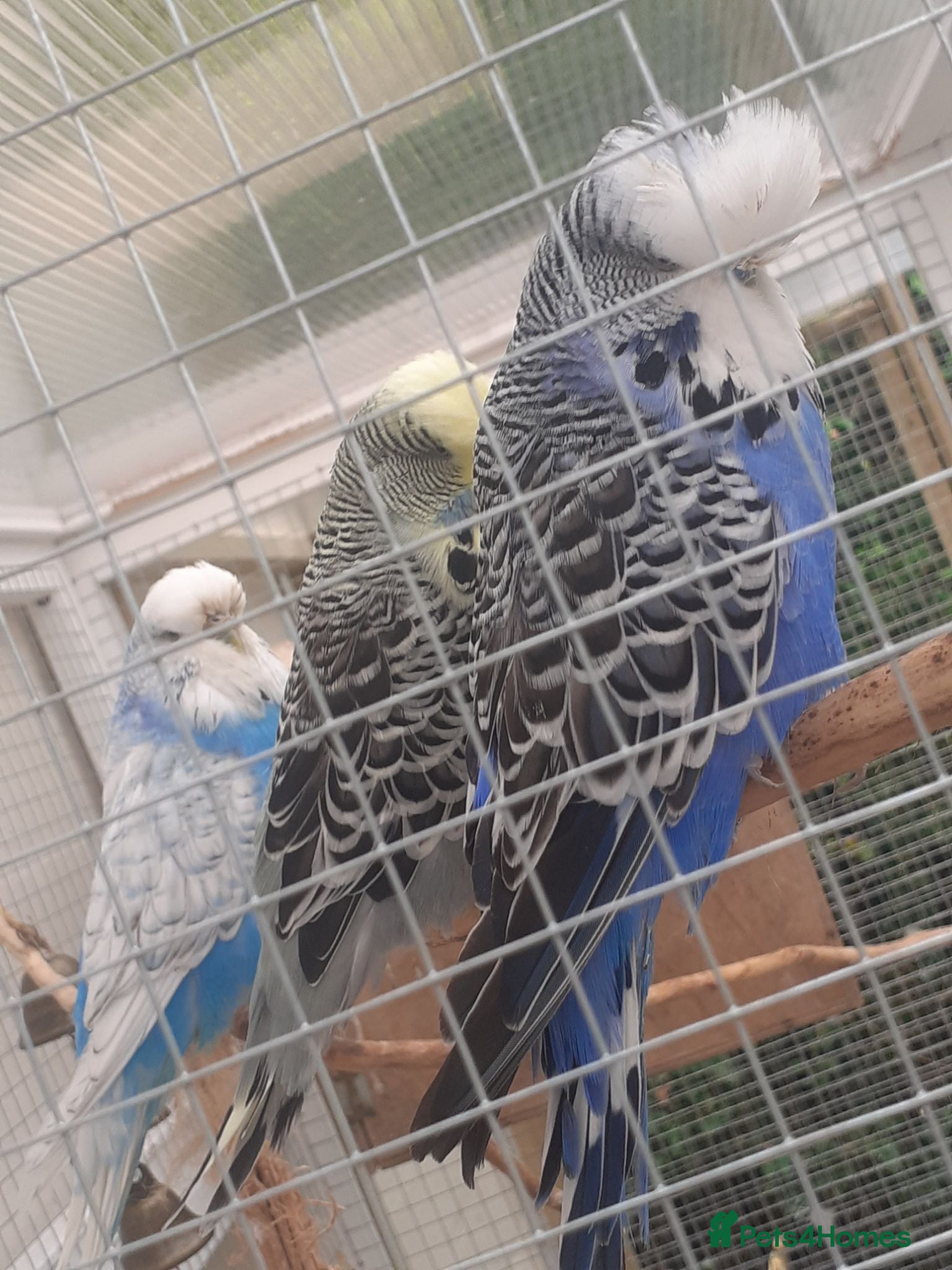 Budgerigars birds Adult show type blue budgies - Advert 12