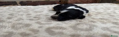 Brittany Spaniel 2