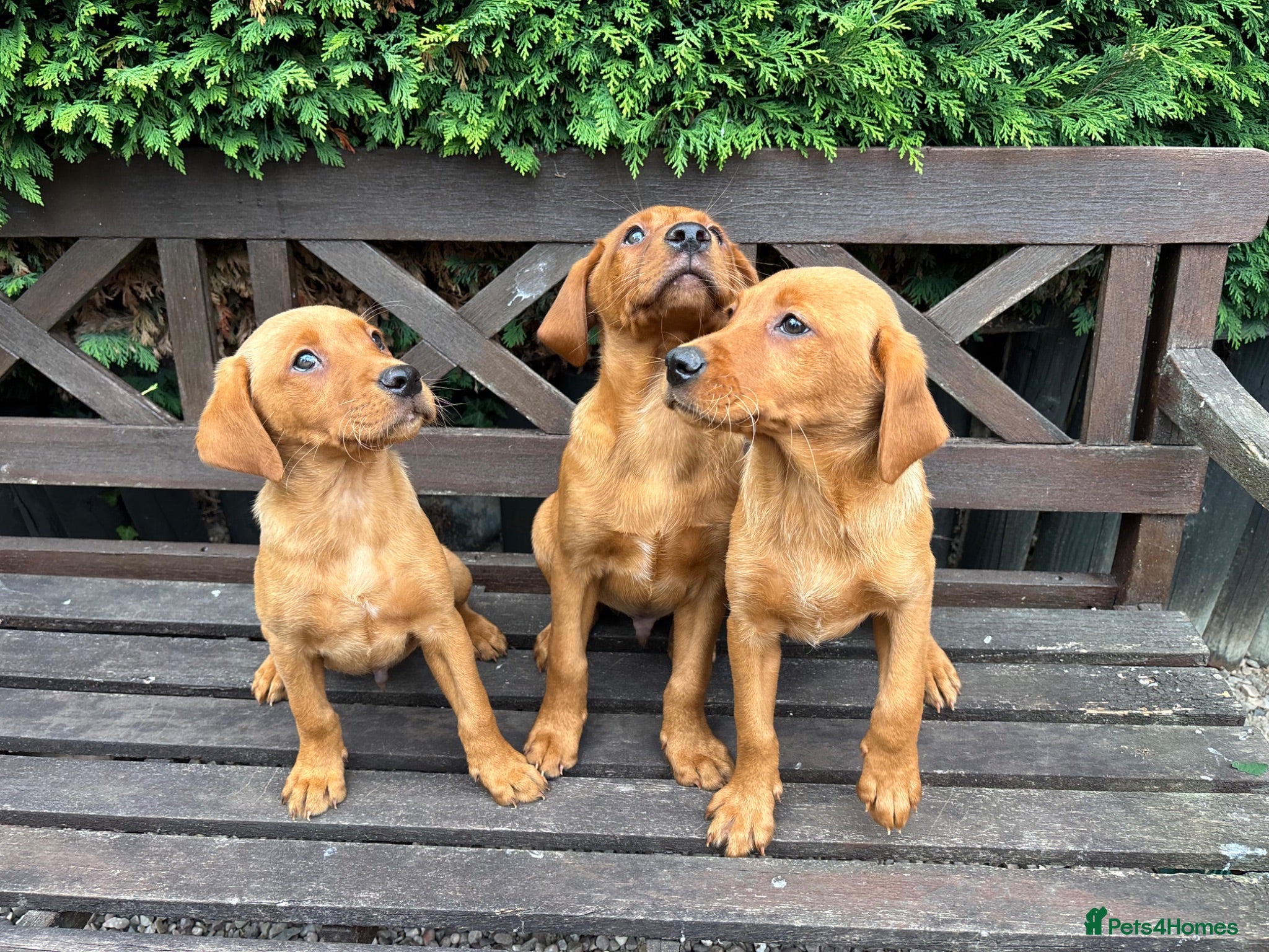 Labrador Retriever dogs KC Registered Fox red Labrador puppies - Advert 2