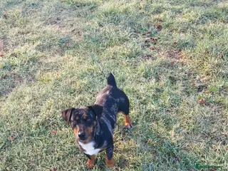 Jack Russell dogs Beautiful Spayed Jack Russell Adult Girl - Advert 5