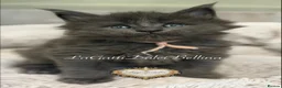 Maine Coon cats for sale: 🏆⭐️XXL Blue Maine Coons - Champion Lines⭐️🏆 - Advert 10