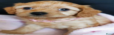 Cavapoo 3