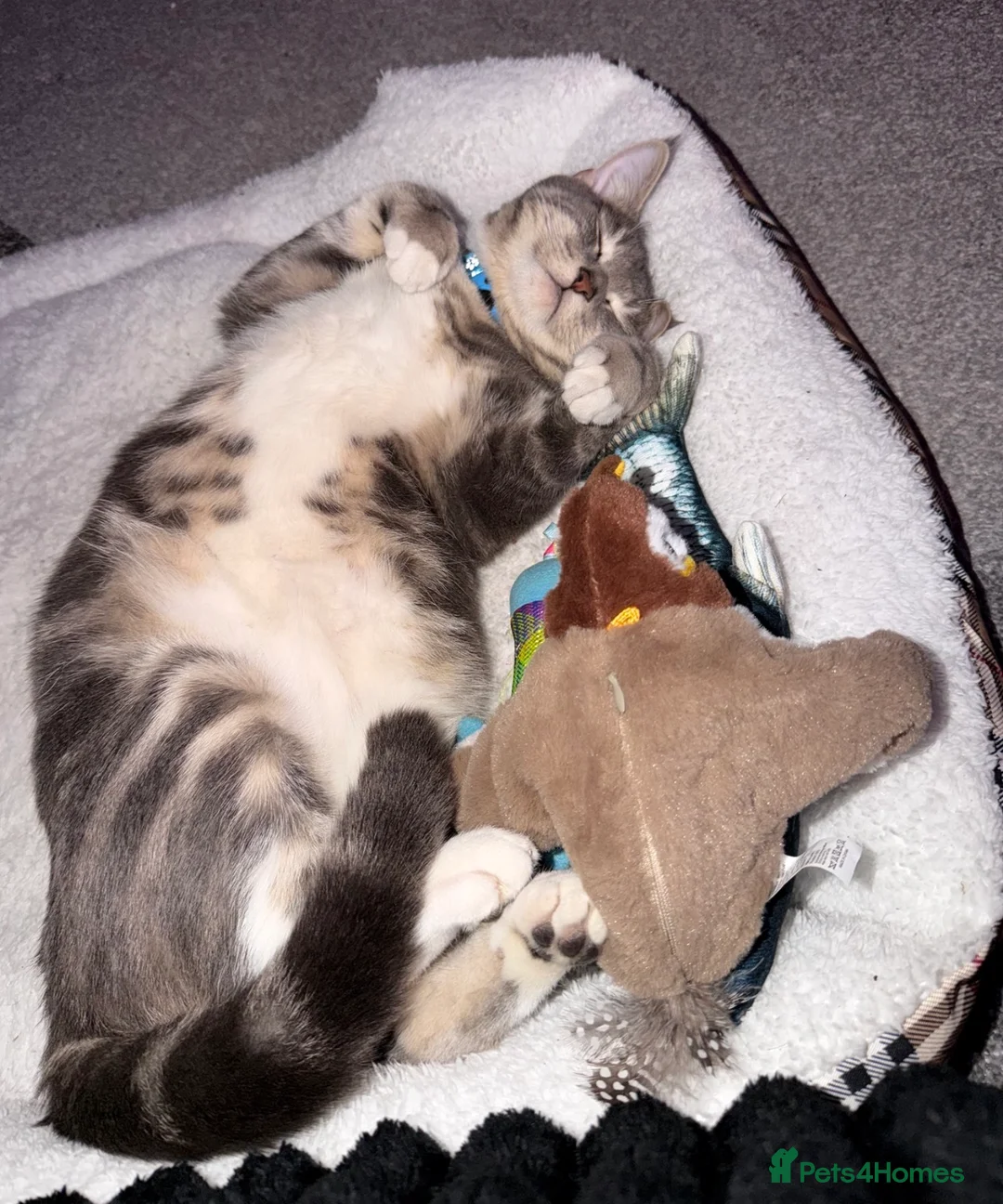 Domestic Shorthair cats for sale: Sweet 1 Year Old Cat Looking for His Forever Home - Advert 5