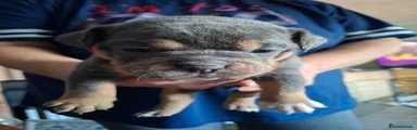 Old Tyme Bulldog 4 Cassandra