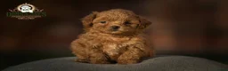 Shihpoo dogs for sale: ✨Rare Little Beauty from Donna Jays CelebrityK9s✨ - Advert 5