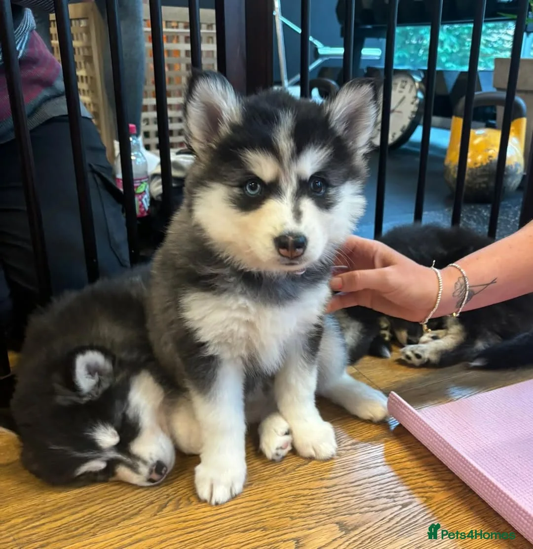 Pomsky dogs for sale: Healthy tested Pomskies Puppies Ready. in Fleetwood - Advert 1