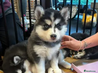 Pomsky dogs Healthy tested Pomskies Puppies Ready. - Advert 1