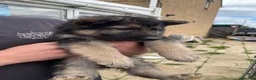 German Shepherd dogs for sale: READY TO GO - German Shepherd Puppies - Advert 25
