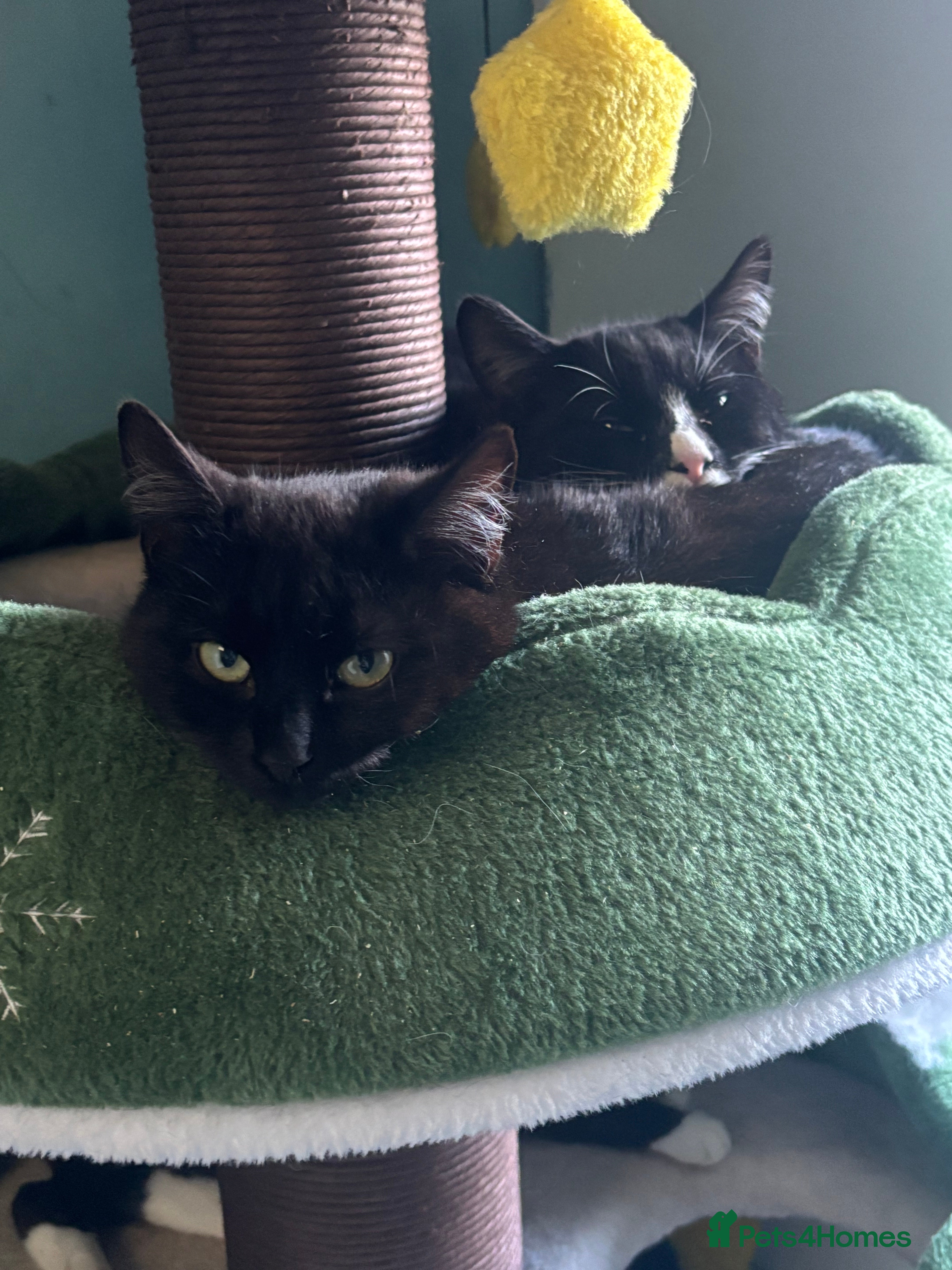 Domestic Shorthair cats Adopt from Cats in Crisis East London  - Advert 3