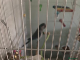 Parrots birds Quaker parrots - Advert 1