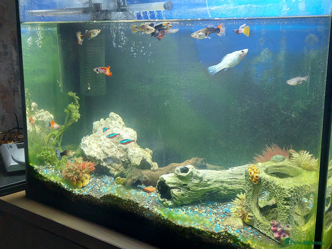 Other/Mixed Breed fish for sale: 2 fish tank with every thing inside - Image 4