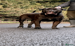 Bullmastiff dogs for stud: Bullmastif  - Image 2