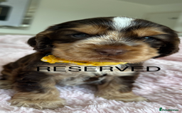 Cocker Spaniel dogs for sale: OUTSTANDING KC REG SHOW COCKER SPANIEL PUPPIES  - Image 10