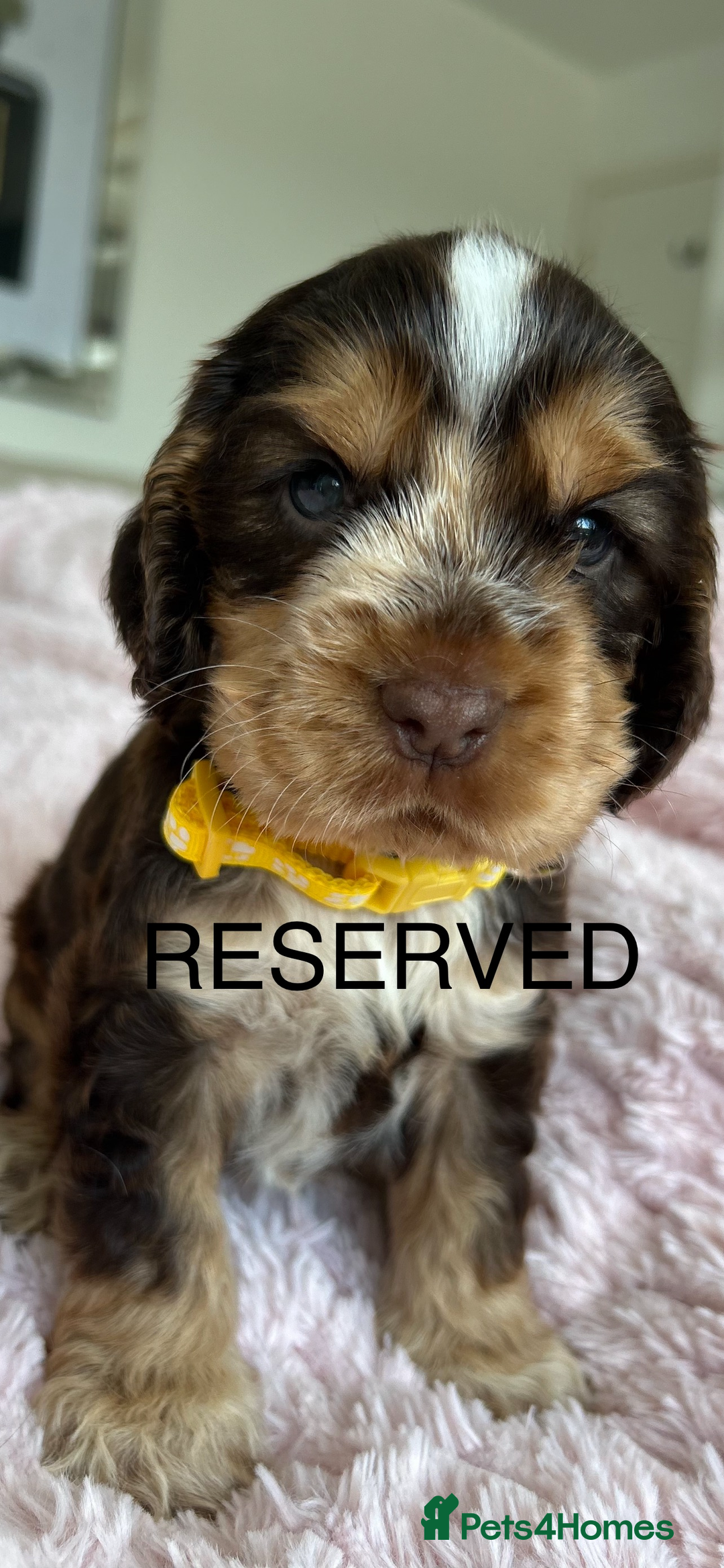 Cocker Spaniel dogs for sale: OUTSTANDING KC REG SHOW COCKER SPANIEL PUPPIES  - Image 10