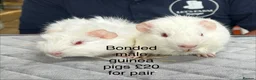 Guinea Pig rodents for sale: Baby guinea pigs for sale  - Advert 3