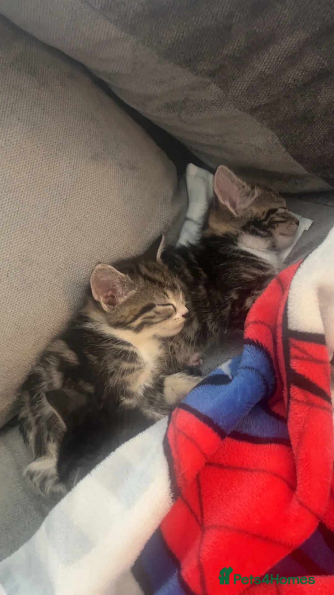 Mixed Breed cats for sale: Kittens for sale - Advert 8