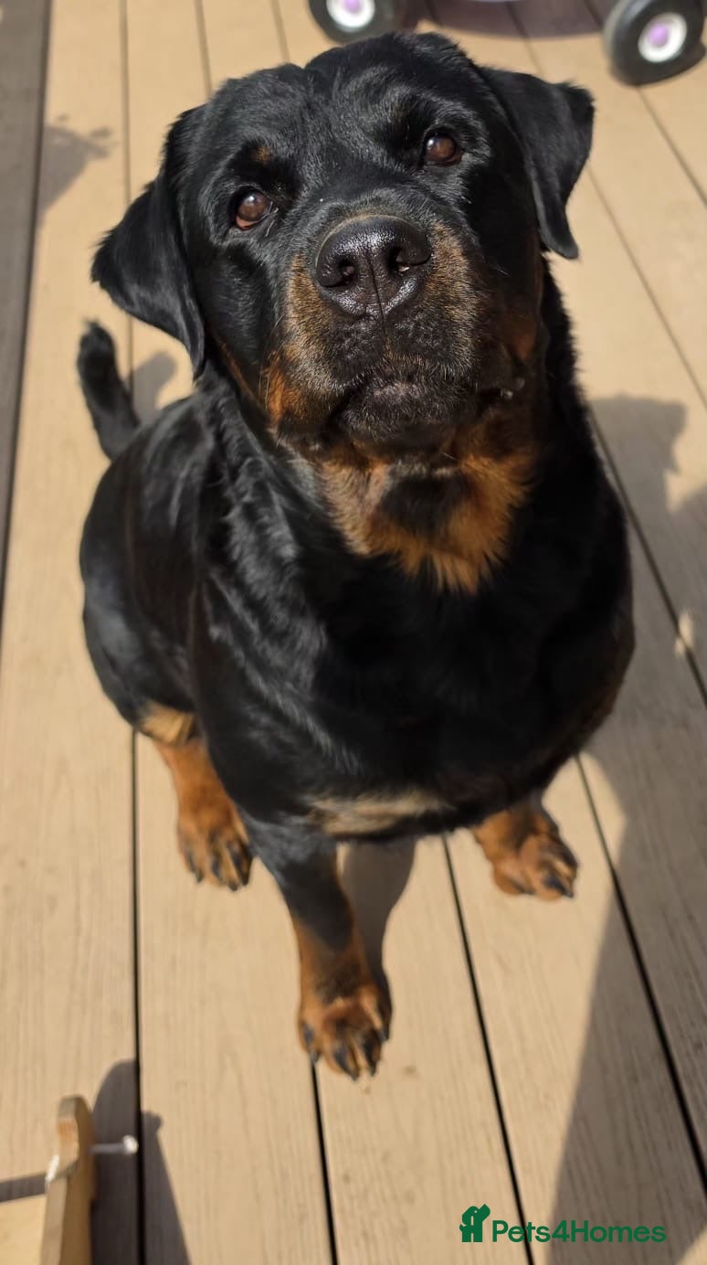 Rottweiler dogs 🐾 KC Rottweiler Puppies– Family Raised – 27th Jun - Advert 2