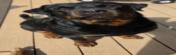Rottweiler dogs for sale: 🐾KC Rottweiler Puppies– Family Raised – 27th Jun - Advert 7