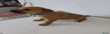 Mixed Breed 6