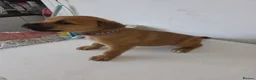 Mixed Breed dogs for sale: Beautiful coloured pups - Advert 8