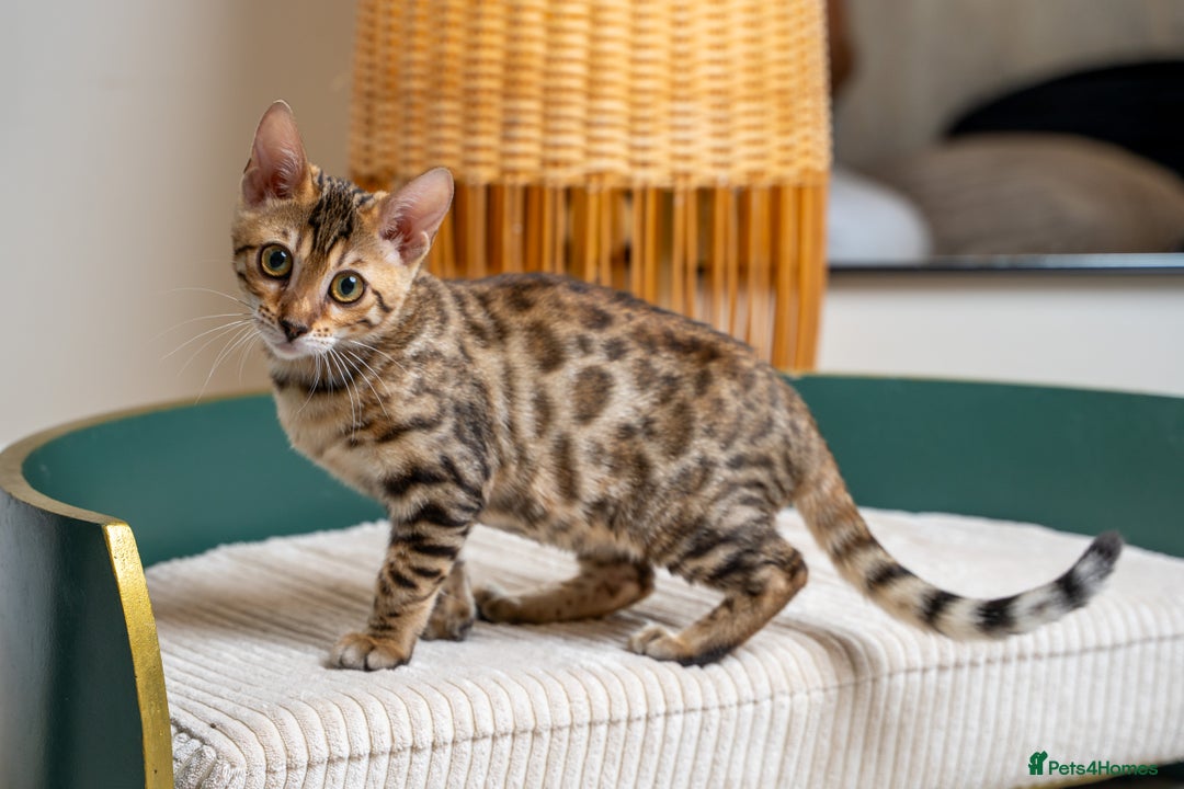 Bengal cats for sale: Stunning Bengal Girl- Top TICA pedigree- Ready NOW - Advert 5