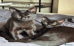 British Shorthair cats for sale: Cimba & Tom Both male  - Image 1