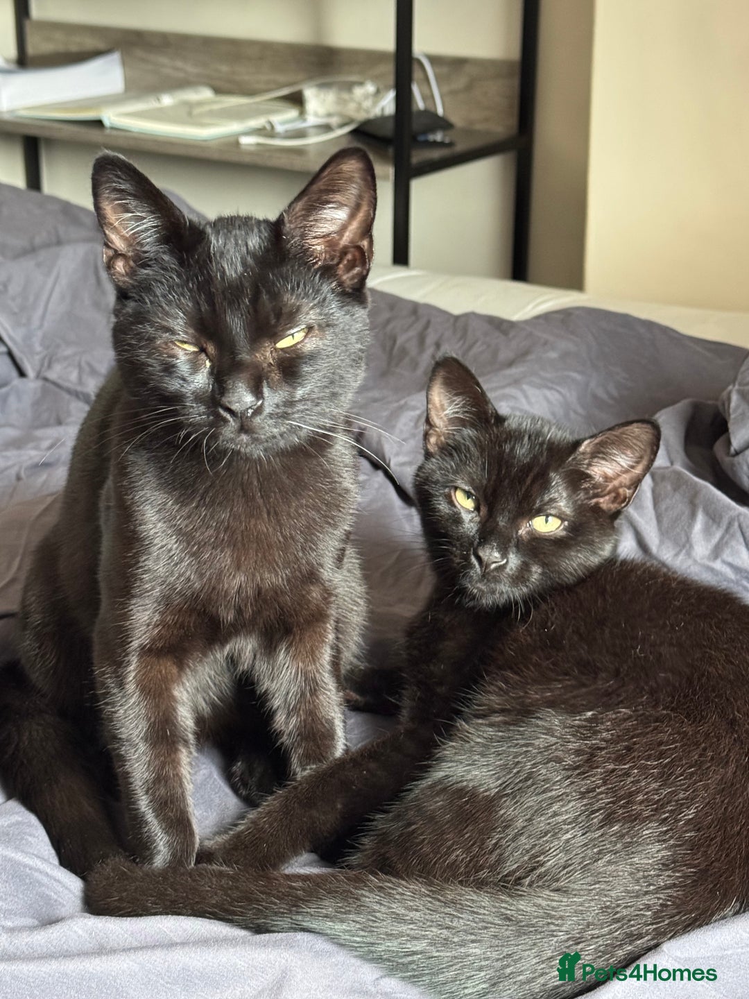 British Shorthair cats for sale: Cimba & Tom Both male  - Image 1