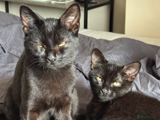 British Shorthair cats for sale - Advert 1