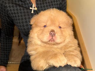 Chow Chow dogs Ready now 4 kc registered beauty’s left ⭐️ ⭐️ - Advert 6