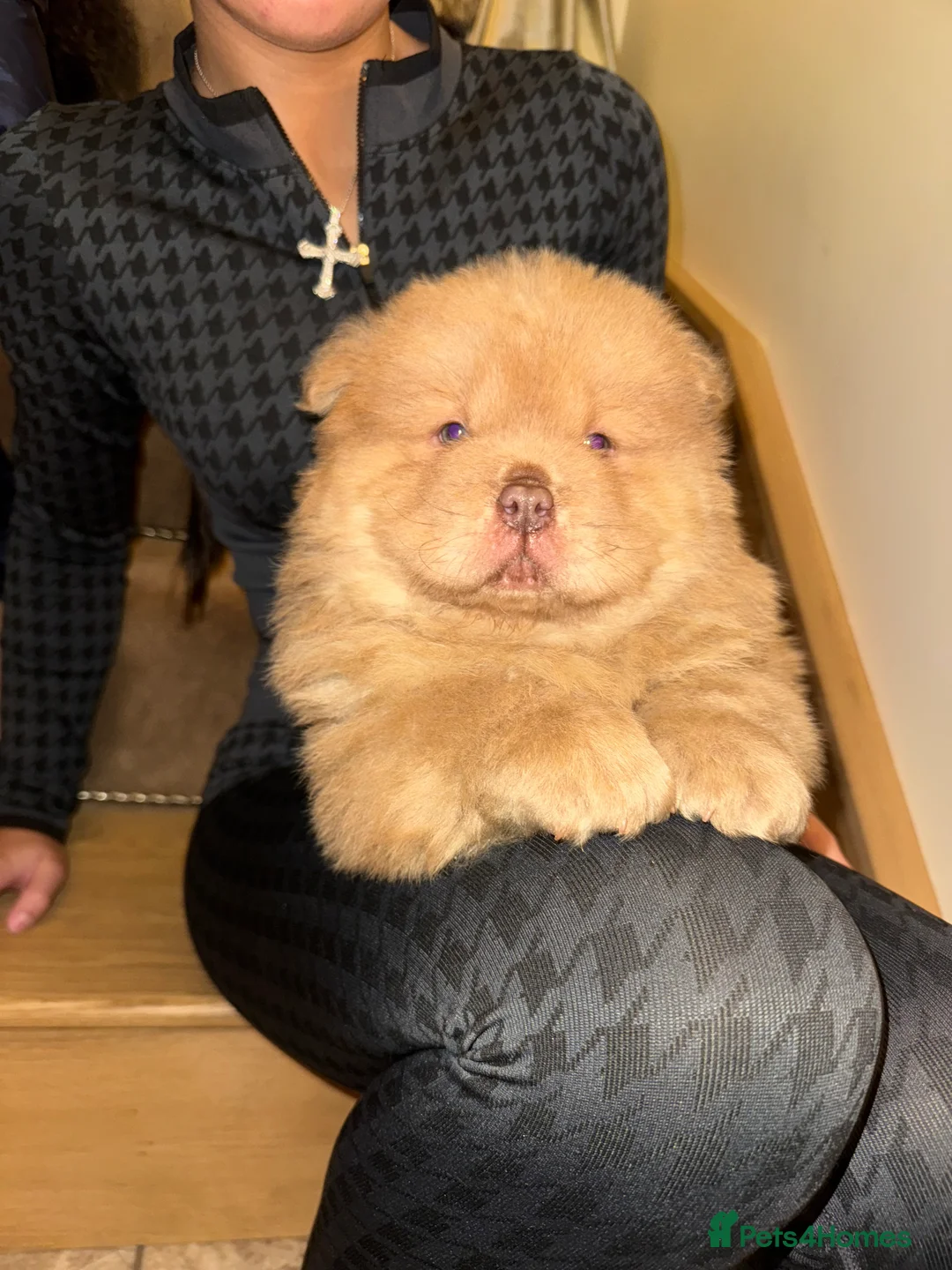 Chow Chow dogs for sale: 3 beautys left ⭐️  - Advert 3