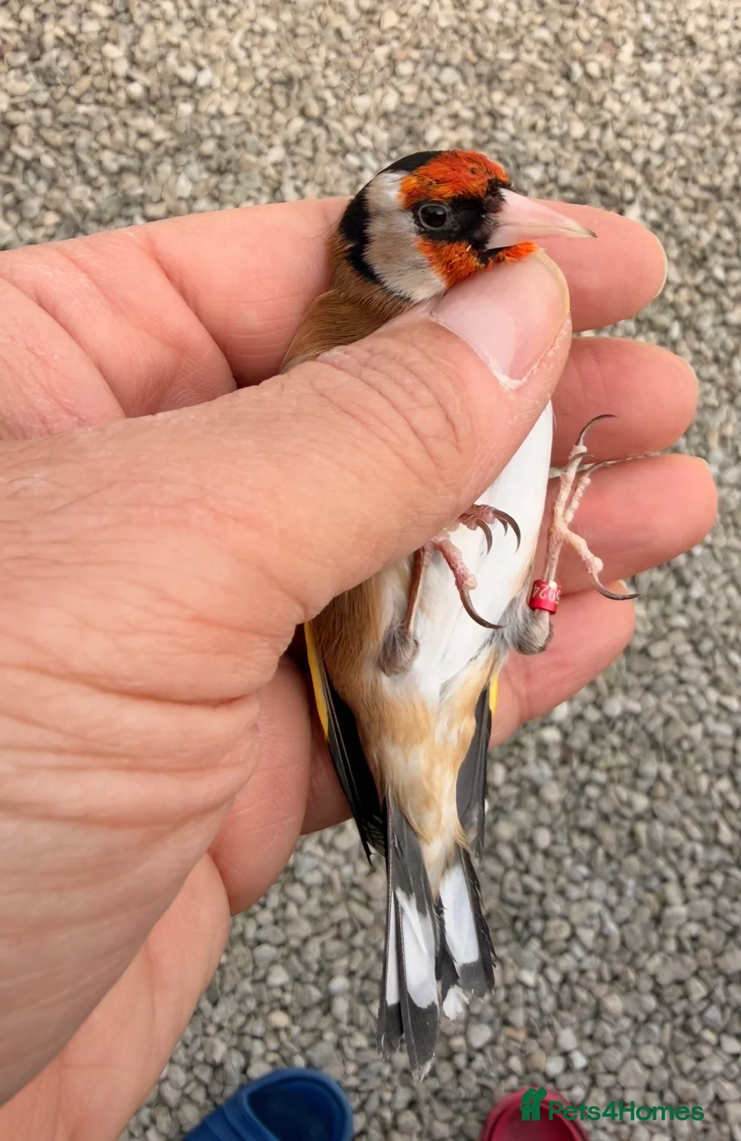 Canaries birds for sale: 2024 goldfinch male fit and active  - Advert 3