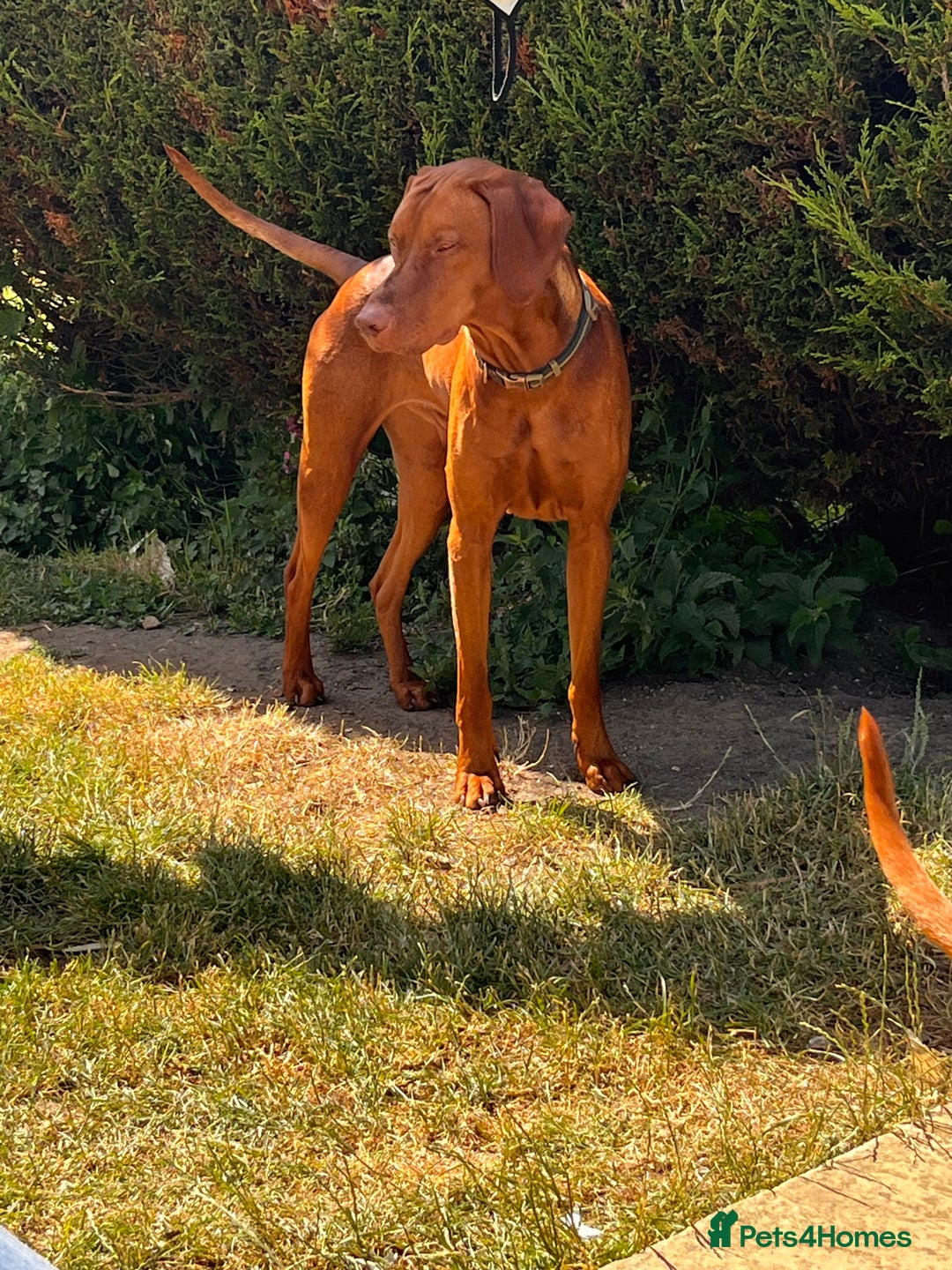 Hungarian Vizsla dogs for stud: Health tested KC Regd. Stud dog  - Image 3