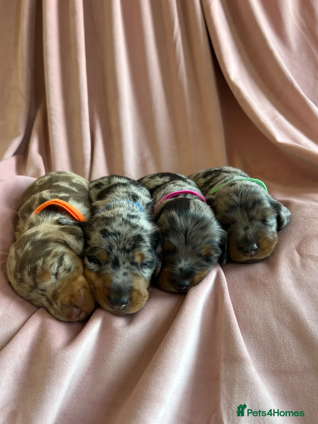 Miniature Dachshund dogs for sale:  KC Registered Miniature Dachshund Puppies in London - Advert 2