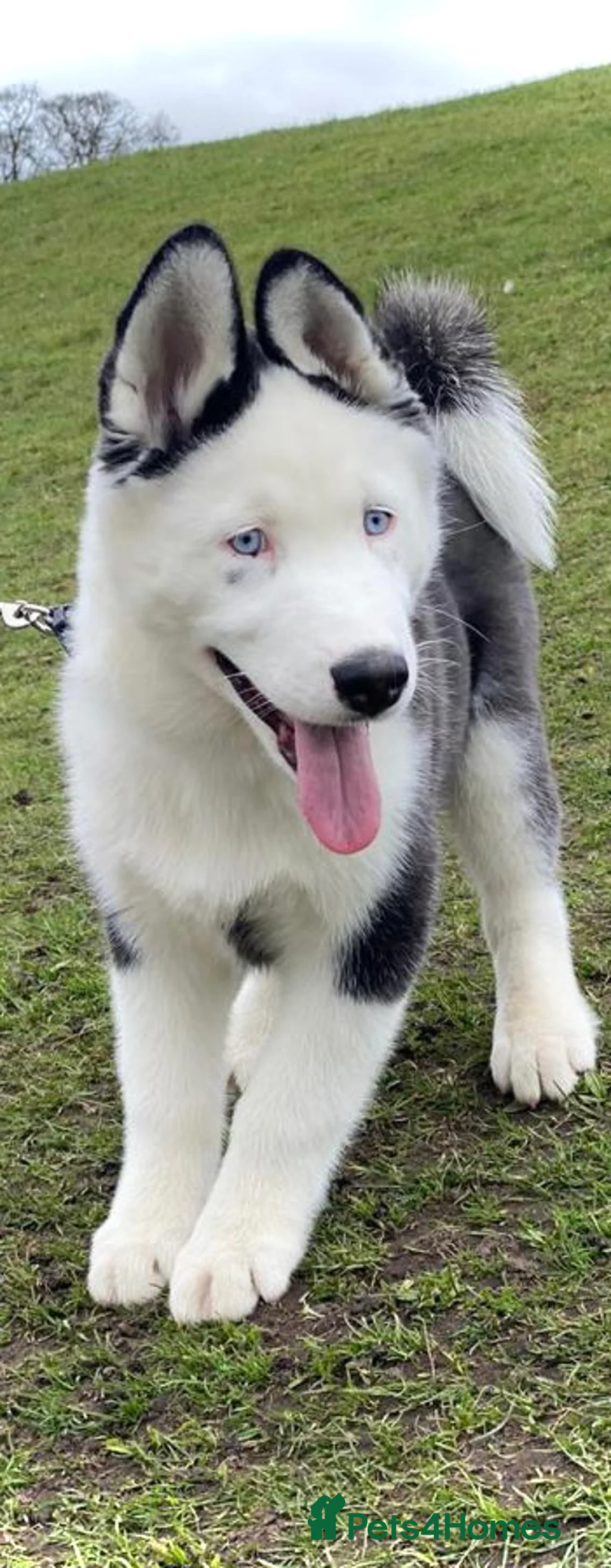 Siberian Husky dogs for stud: Stunning Blue eye Sibrian Husky for Stud(Proven) in Liverpool - Advert 14