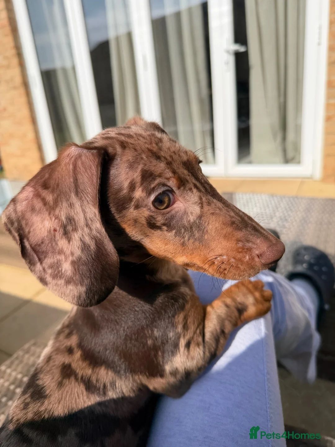 Dachshund dogs for sale: Dapple Daschund - Advert 6