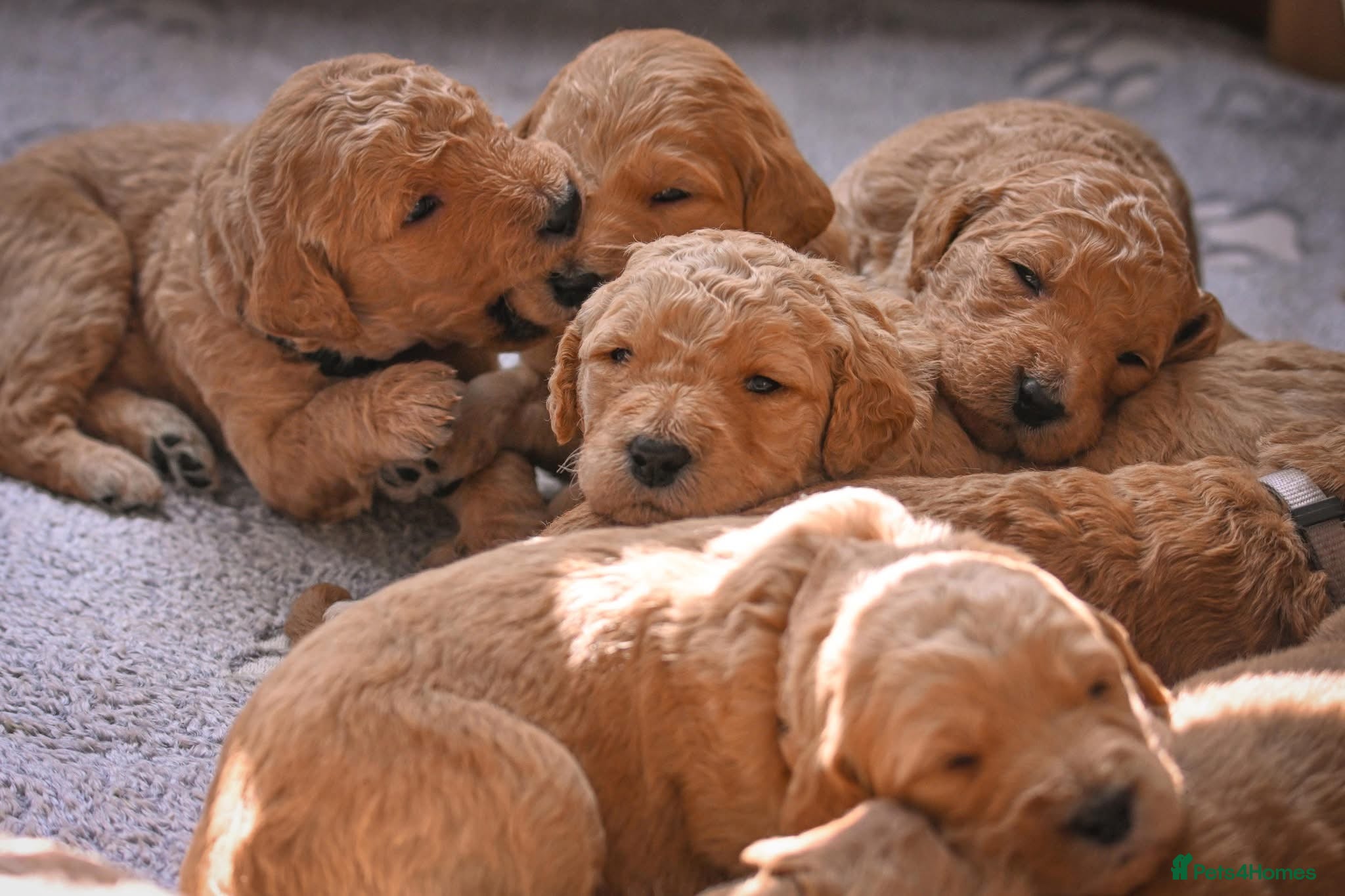 Double Doodle dogs Beautiful double/golden doodles from family pet - Advert 1
